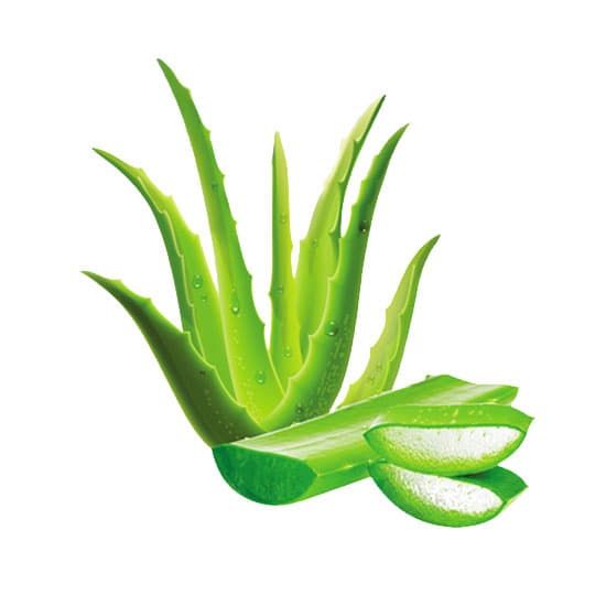 Aloe Vera Leaf